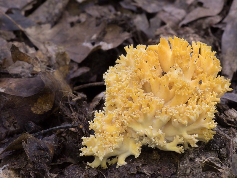 Ramaria flavobrunnescens